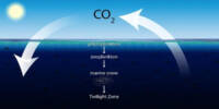 Turning Seas into Carbon Sinks has Serious Hazards, according to Study
