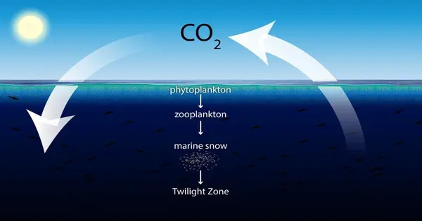 Turning Seas into Carbon Sinks has Serious Hazards, according to Study