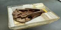 A 250-million-year-old Fossil illustrates the Genesis of Mammal Hearing