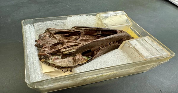 A 250-million-year-old Fossil illustrates the Genesis of Mammal Hearing
