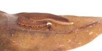 Arid Karoo has never seen a New Species of Velvet Worm