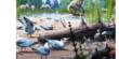 Dinosaurs and Birds Nesting together in the Arctic