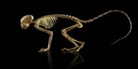 Genetic Revolution that allowed for the Development of Backbones