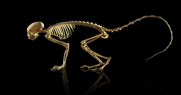 Genetic Revolution that allowed for the Development of Backbones