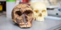 How exposure to Lead shaped Human Intelligence: from Poison to Power